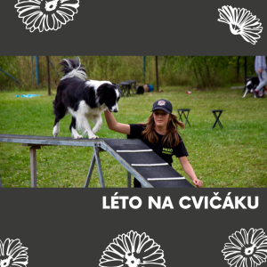 Dopoledne psích sportů