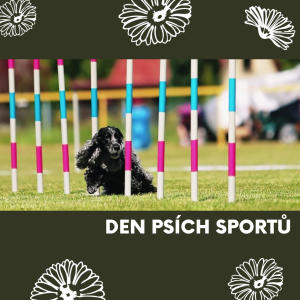 Léto se psem? Burešov patří psím sportům i společnému tréninku